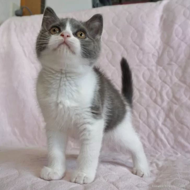 ID：2404-01156の子猫