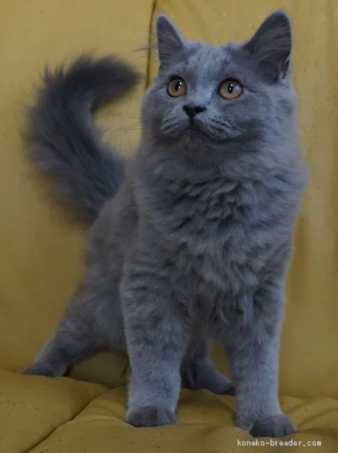 ID:1910-00825の子猫