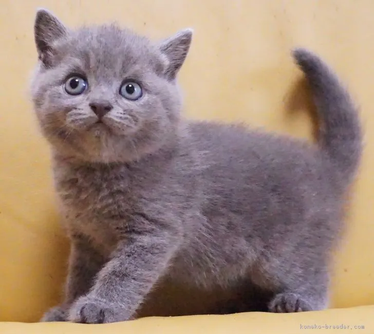 ID：1805-01817の子猫