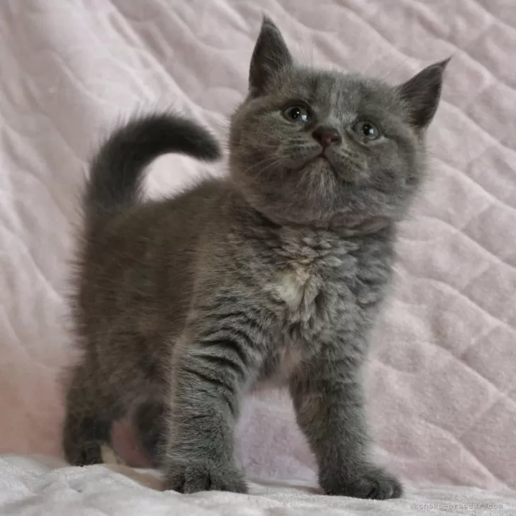ID：2406-00129の子猫