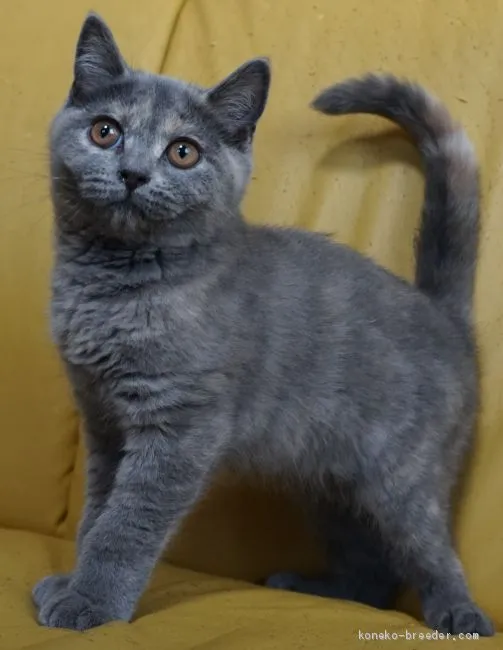 ID：2003-00109の子猫