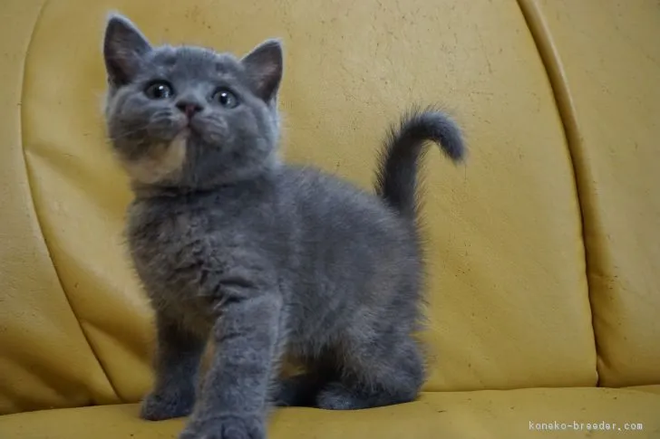 ID：1805-01810の子猫