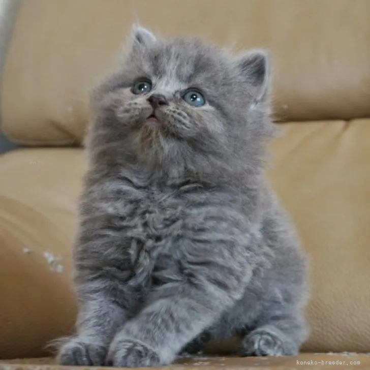 ID：2309-00700の子猫