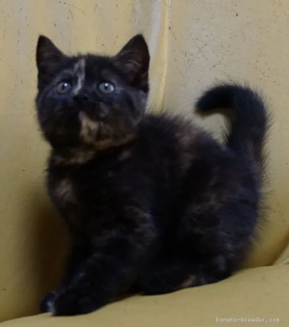 ID：1803-01235の子猫