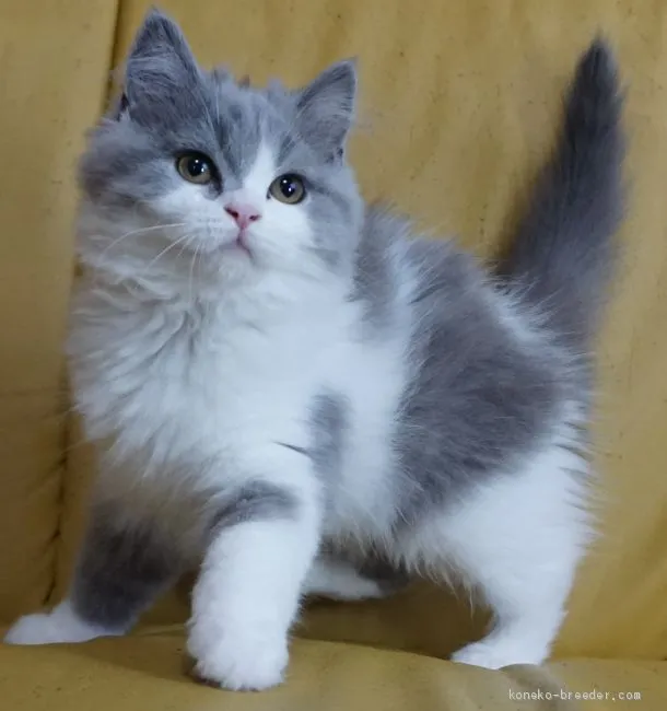ID：1903-01616の子猫
