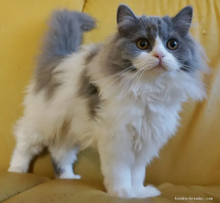 ID：2009-00940の子猫