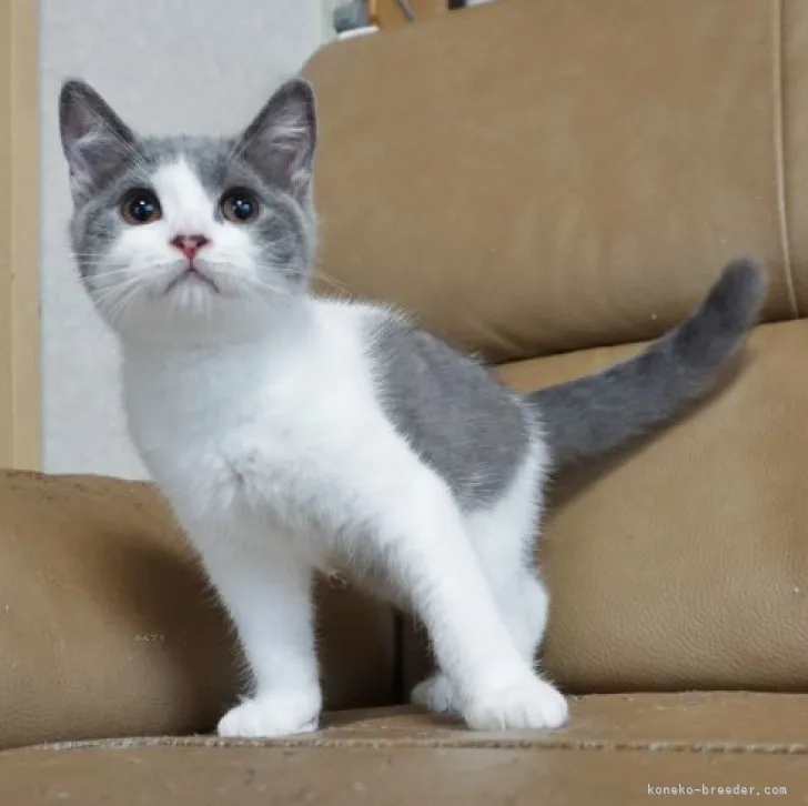 ID:2308-00233の子猫