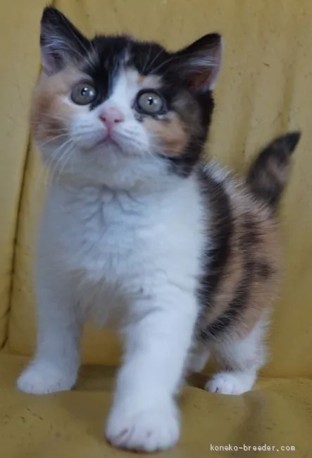 ID:2004-01081の子猫