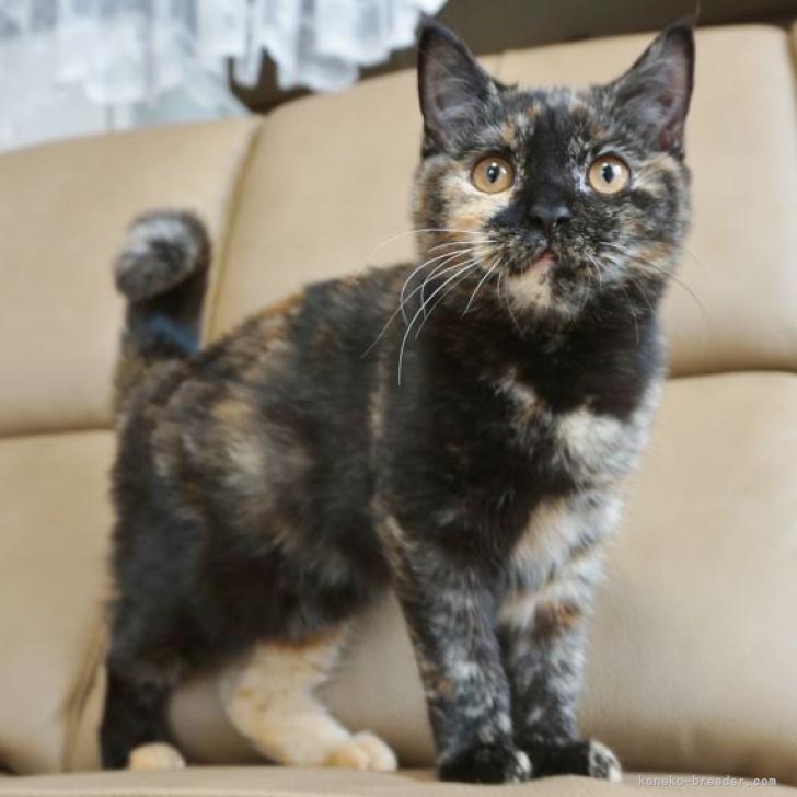 ブリティッシュショートヘアの子猫をお迎えいただいたお客様の声 口コミ 評判 みんなの子猫ブリーダー 全3 033件中 61 90件目を表示 みんなの子猫ブリーダー
