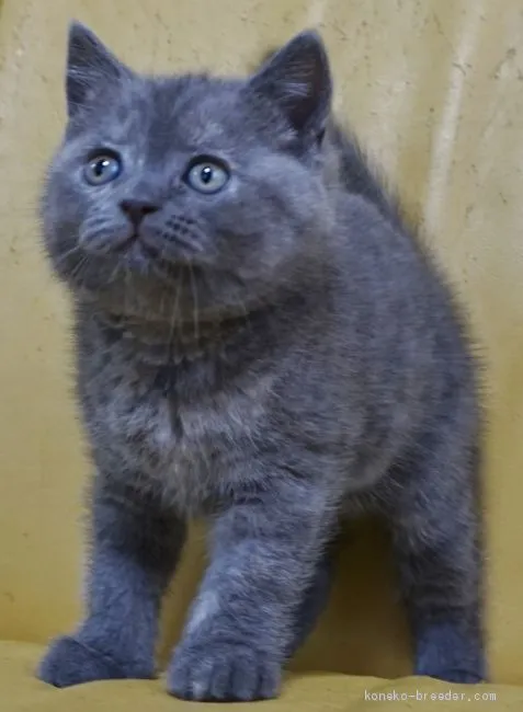 ID:2009-01323の子猫