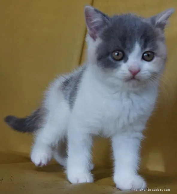 ID：1907-01417の子猫