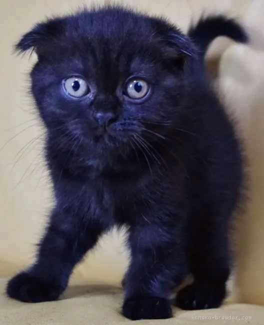 ID：1906-01908の子猫