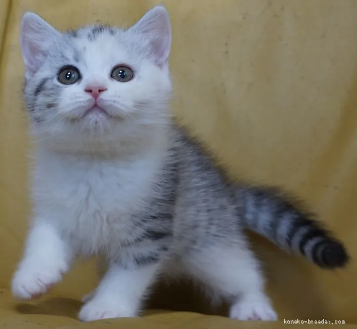 ID:2003-00397の子猫