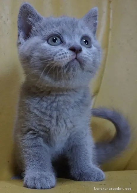 ID:1808-01500の子猫