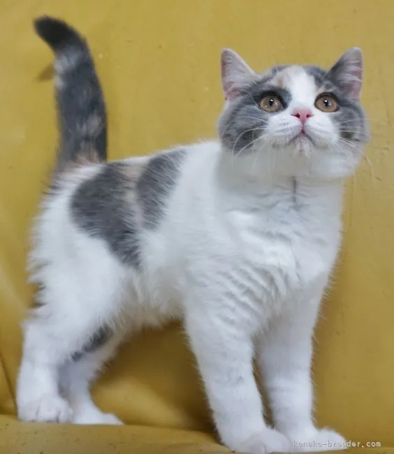 ID:2104-00074の子猫