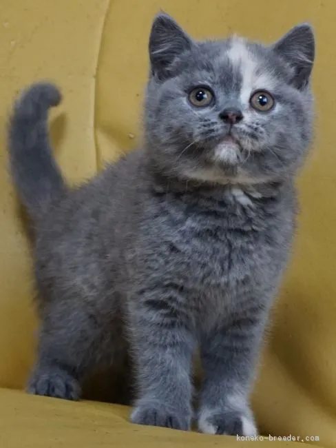 ID：2001-00748の子猫