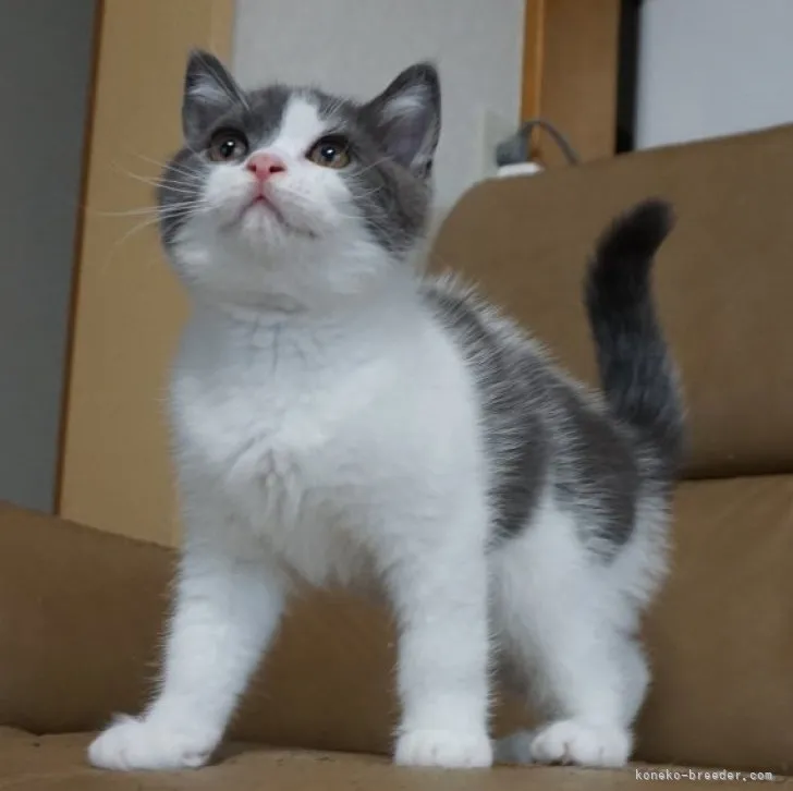 ID：2308-01513の子猫