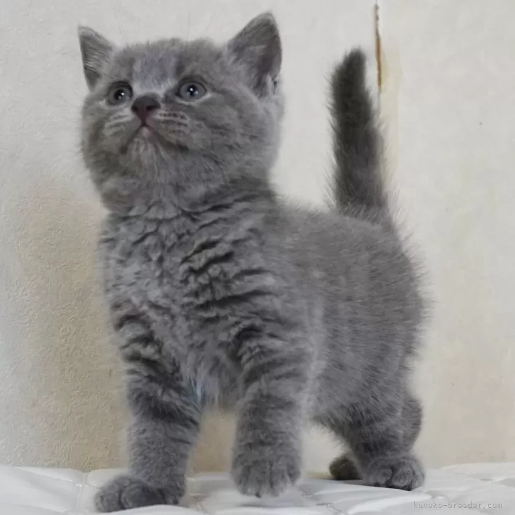 ID:2410-02319の子猫
