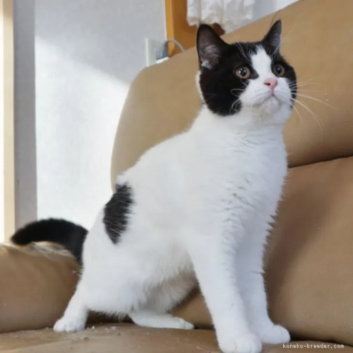 ID:2307-02088の子猫