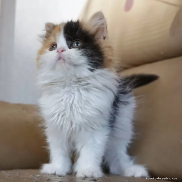 セルカークレックス【静岡県・女の子・2023年11月5日・キャリコ 三毛猫】の写真1