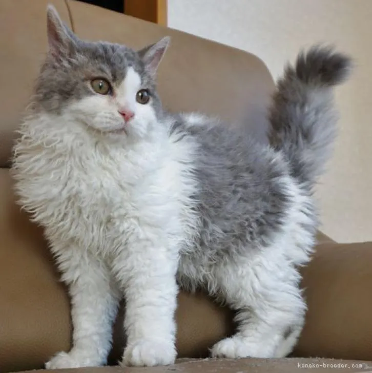 ID:2208-01799の子猫