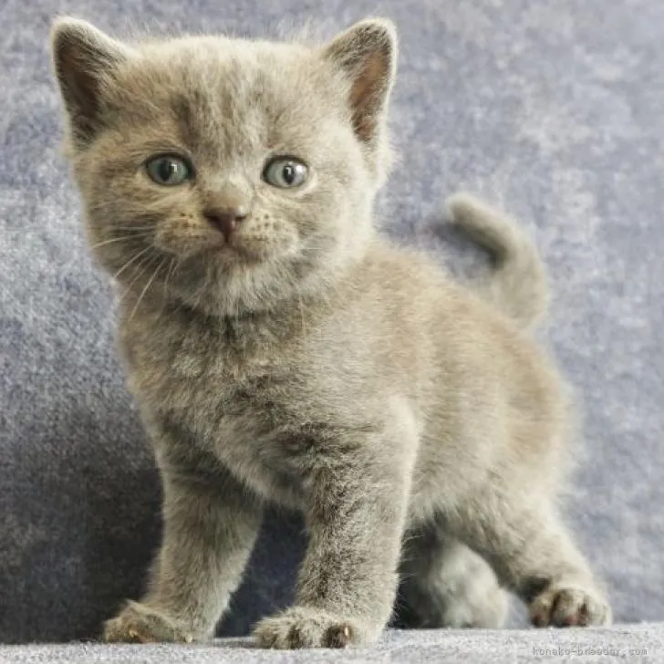 ID:2208-00035の子猫