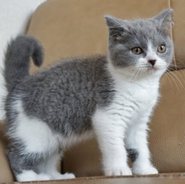 ブリティッシュショートヘア【静岡県・女の子・2023年2月25日・ブルー&ホワイト（ショートへア）】の写真「5月18日写真更新。まんまる顔の可愛い子です♡」