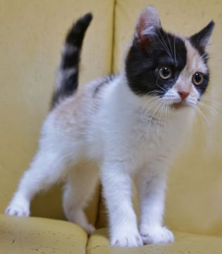ブリティッシュショートヘア【静岡県・女の子・2020年12月17日・キャリコ 三毛猫（ショートへア）】の写真「3月12日価格写真更新。まんまる顔の三毛ちゃんです」