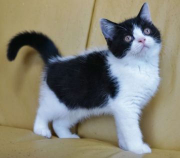 ブリティッシュショートヘア【静岡県・女の子・2020年7月7日・ブラック&ホワイト（ショートへア）】の写真「９月27日写真更新。いつでもお迎え出来ます。」