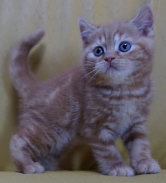 ブリティッシュショートヘア【静岡県・男の子・2018年10月14日・レッドタビー（ショートヘアー）】の写真「綺麗な子です。人が好きな子です。」