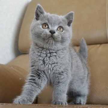 ブリティッシュショートヘア【静岡県・男の子・2023年2月25日・ブルー（ショートへア）】の写真「5月8日写真更新。まんまる顔の可愛い子です♡」