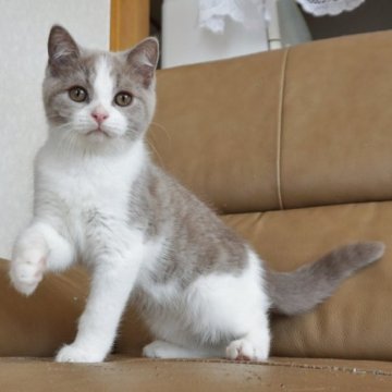 ブリティッシュショートヘア【静岡県・男の子・2023年2月27日・ライラック&ホワイト（ショートへア）】の写真「6月16日写真、動画更新。綺麗な毛色の子です。」