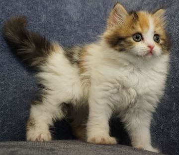 ブリティッシュショートヘア【静岡県・女の子・2021年12月24日・キャリコ 三毛猫（ショートへア）】の写真「2月15日写真・動画更新。八割れの美人さんです♡」