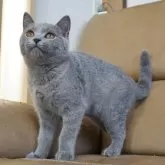 ブリティッシュショートヘア【静岡県・男の子・2023年8月10日・ブルー】の写真1