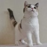 ブリティッシュショートヘア【静岡県・女の子・2024年3月1日・ダイリュートキャリコ バン パステル三毛 キャリコ】の写真1