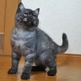 セルカークレックス【静岡県・男の子・2023年6月18日・ブラックスモークタビー (ストレート)】の写真1「ほっぺの白い部分が可愛い♡」