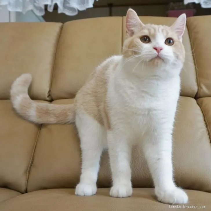ID：2205-00250の子猫