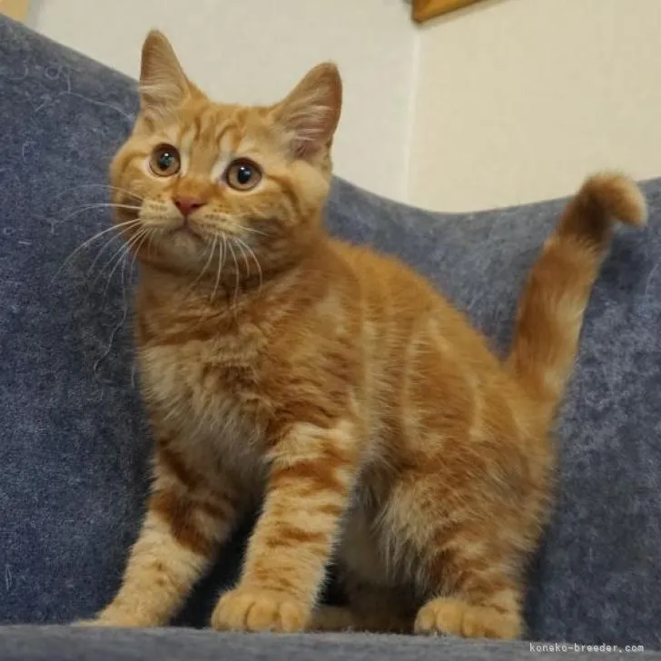ID：2205-00251の子猫