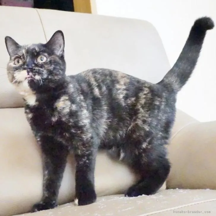 かわはら 様のお迎えした子猫