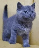 スコティッシュフォールド(立ち耳)【静岡県・女の子・2020年8月30日・ブルークリーム】の写真2