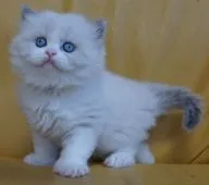 ブリティッシュショートヘア【静岡県・女の子・2020年1月30日・シールトーティーポイント】の写真2