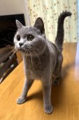 ブリティッシュショートヘア【・女の子・2023年2月6日・ブルー】「人が好きで寄ってきてくれます。」