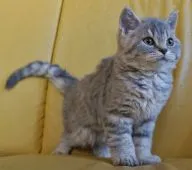 セルカークレックス【静岡県・男の子・2020年10月30日・ブルータビー】の写真2