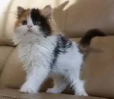 セルカークレックス【静岡県・女の子・2023年11月5日・キャリコ 三毛猫】の写真2