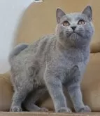 ブリティッシュショートヘア【静岡県・男の子・2023年8月10日・ブルー】の写真2