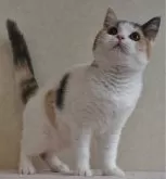 ブリティッシュショートヘア【静岡県・女の子・2024年3月1日・ダイリュートキャリコ バン パステル三毛 キャリコ】の写真3