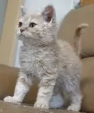 セルカークレックス【静岡県・男の子・2023年11月5日・クリーム】の写真3