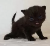 ブリティッシュショートヘア【静岡県・男の子・2024年11月11日・ブラック】の写真3