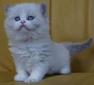 ブリティッシュショートヘア【静岡県・女の子・2020年1月30日・シールトーティーポイント】の写真3「八割れが分かると思います。」