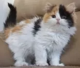 セルカークレックス【静岡県・女の子・2023年11月5日・キャリコ 三毛猫】の写真3